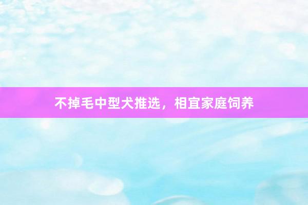 不掉毛中型犬推选，相宜家庭饲养